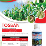 Tosban Insektisida pengendali hama pada jagung